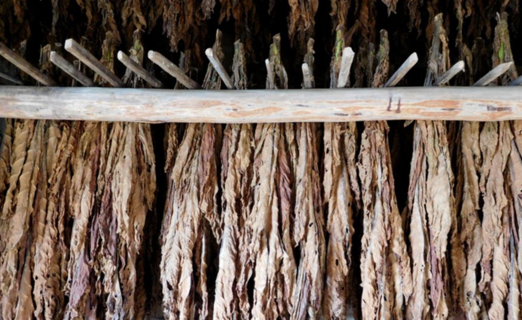 Premium Latakia tobacco leaves drying in the sun