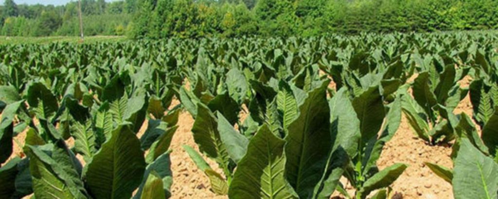 Tobacco plants growing in a Greek field