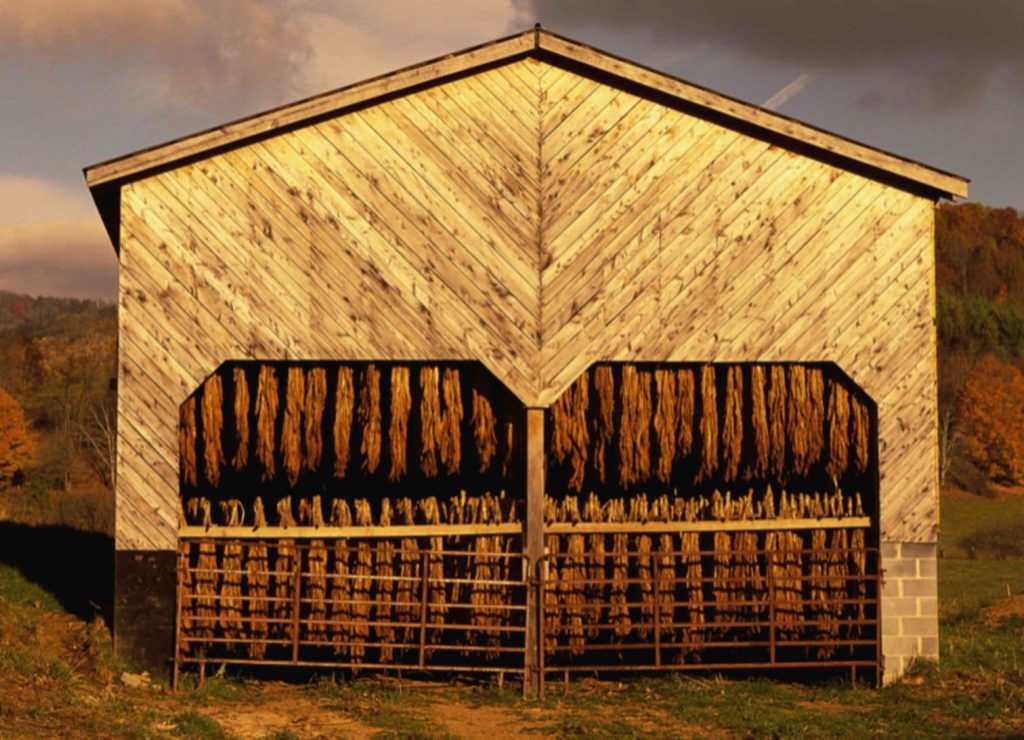 Heat drying tobacco leaves hanging in a barn