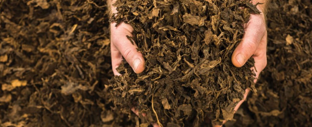 Dark Air-Cured tobacco leaves being prepared for blending