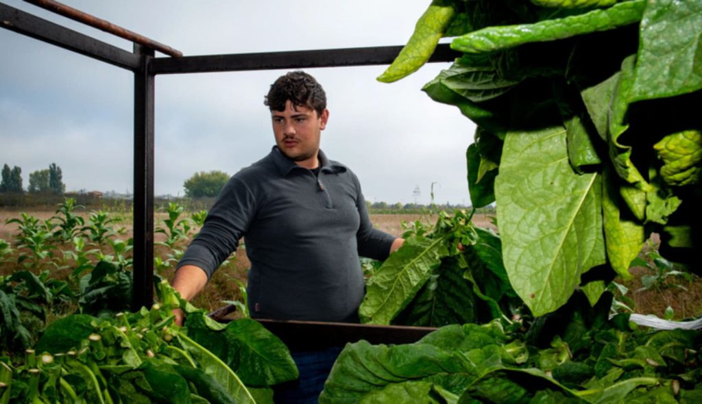 Farmer harvesting tobacco leaves in Kentucky